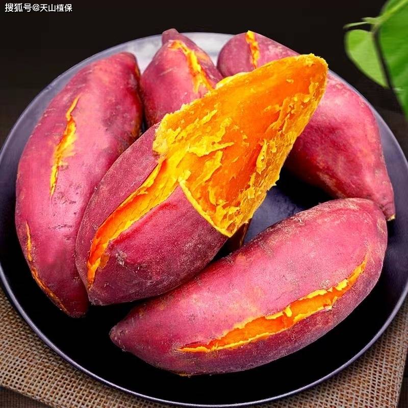 番薯和红薯的区别