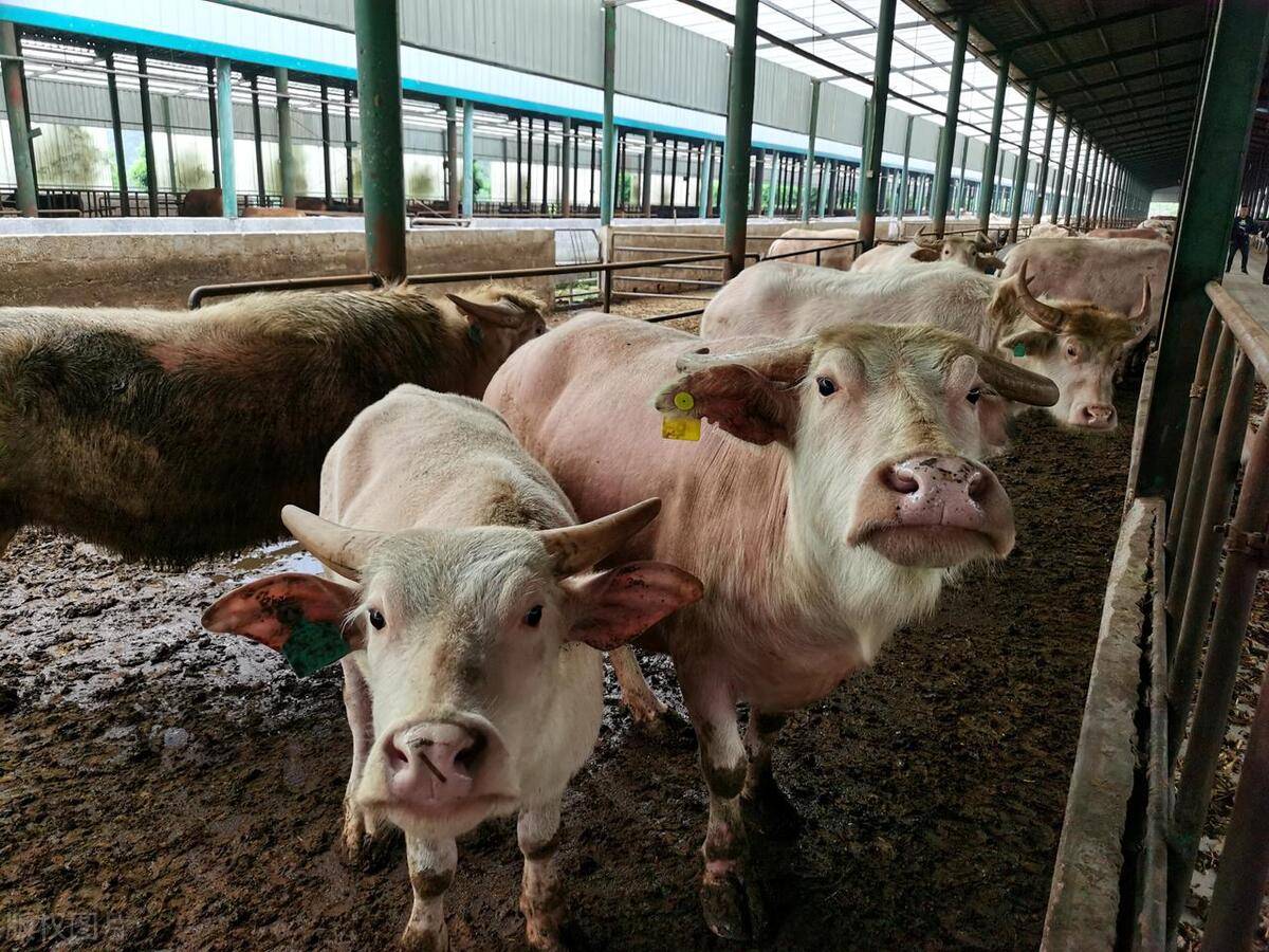 肉牛酸大蹄子红肿怎么治？牛酸中毒蹄子红肿用排酸管用吗？