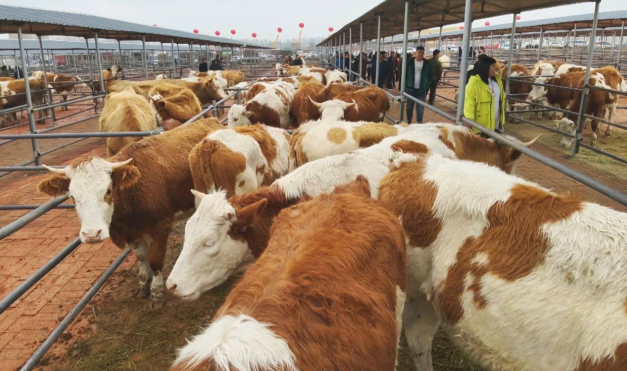 肉牛酸大蹄子红肿怎么治？牛酸中毒蹄子红肿用排酸管用吗？