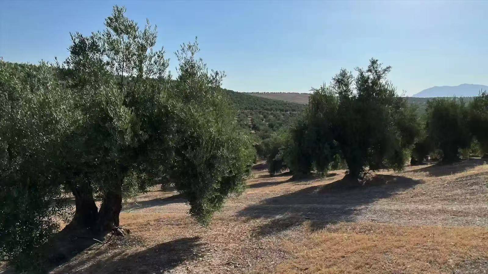 从西班牙果园到中国工厂:宁波橄享橄榄油原油的全链条品质保障